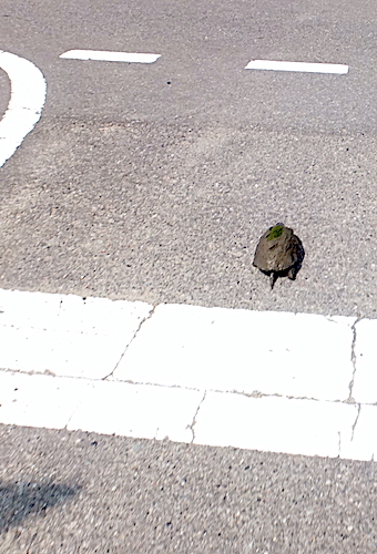 カメさん受難の季節 _d0329286_09284658.jpg