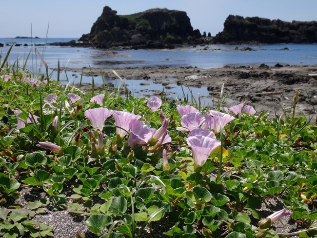 風合瀬海岸のハマヒルガオなど♪_a0136293_14481074.jpg