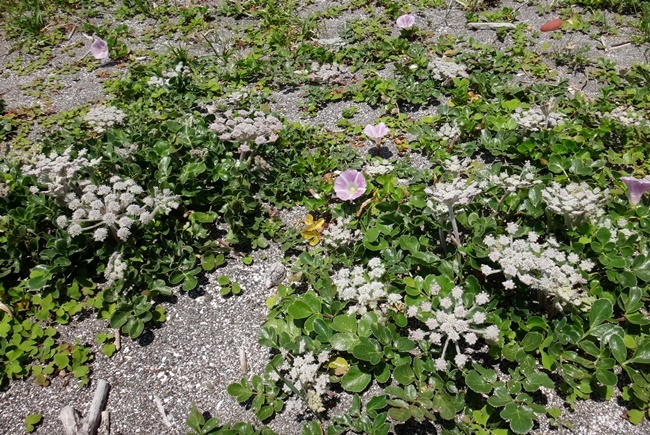 風合瀬海岸のハマヒルガオなど♪_a0136293_14541220.jpg