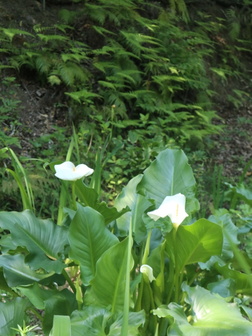山口に行ったら住んでみたくなりました･････その５_b0331802_22013793.jpg