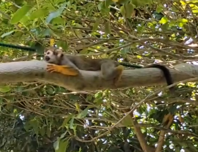 最近のナマケモノnews_c0290504_18215116.png