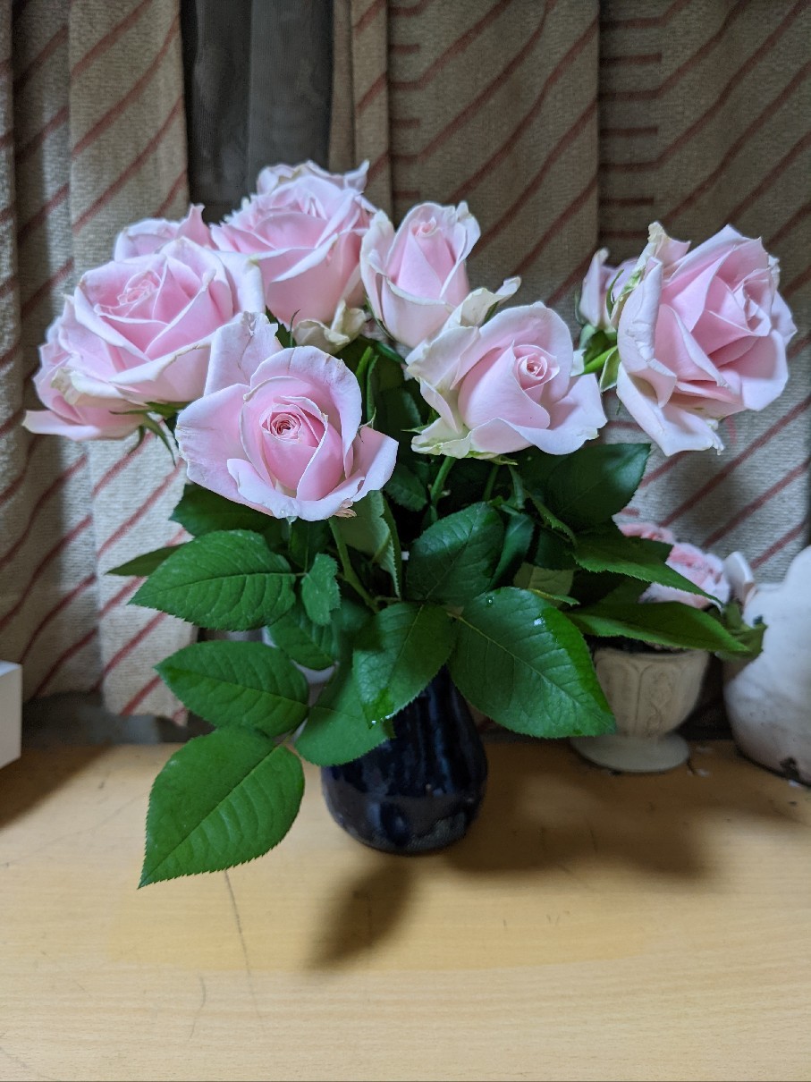 バラを買いました。バ..._f0375930_19270336.jpg