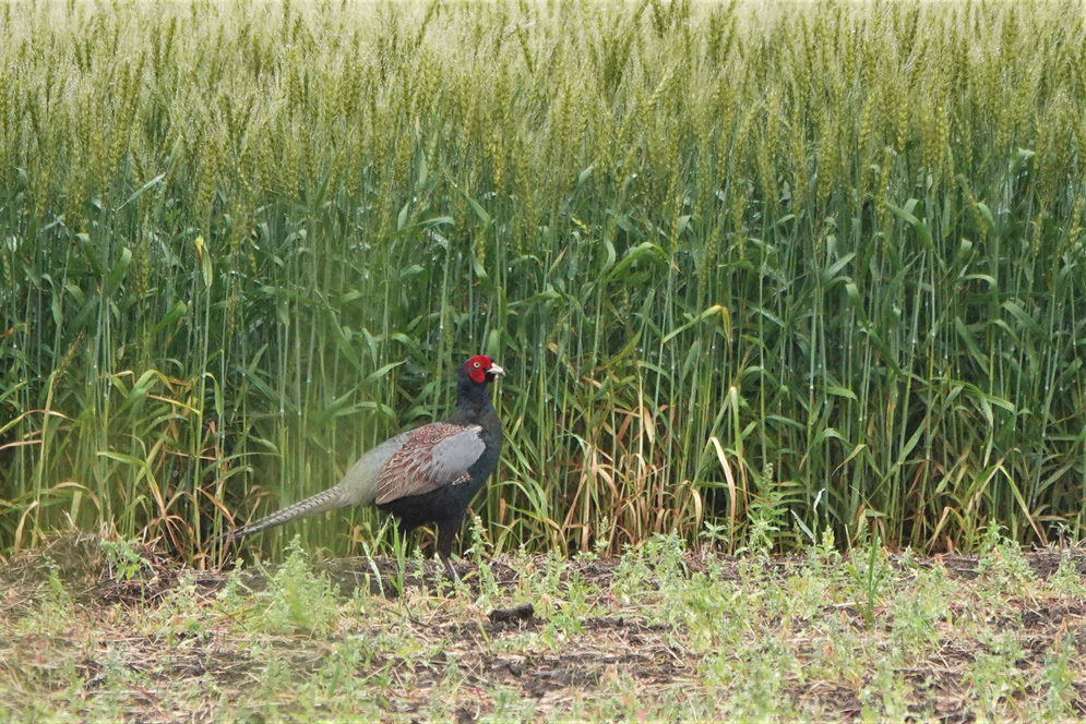 野鳥撮影_e0291438_14445545.jpg