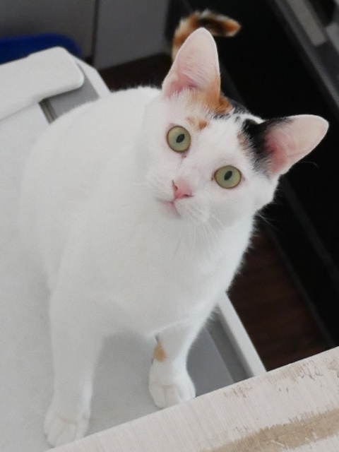 猫のお留守番 まろんちゃん編。_a0143140_00032442.jpg