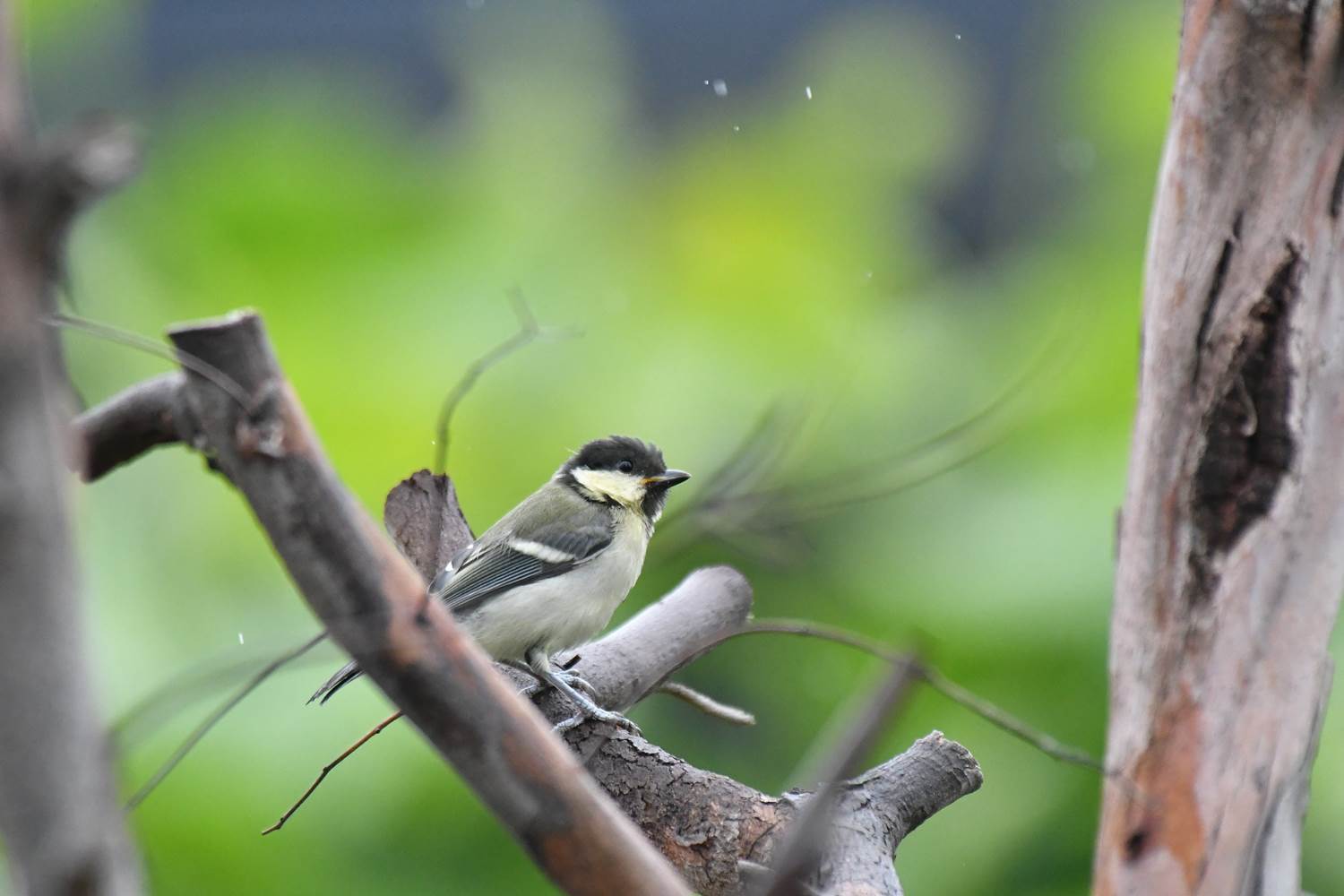 雨の日のシジュウカラ親子 阪南カワセミ 野鳥と自然の物語 日本の蝶 蝶と自然の物語