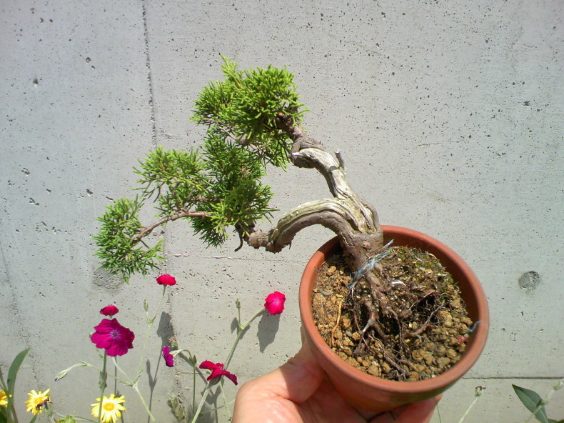 盆栽 糸魚川真柏 双幹 雨竹亭] 【樹齢約60年 糸魚川真柏】大品盆栽 松柏 松下凡才 双幹仕立て