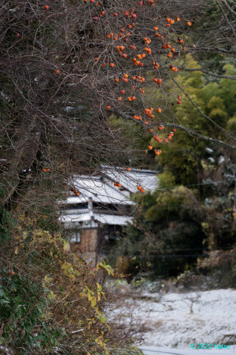 高天の雪化粧_e0366896_11511510.jpg