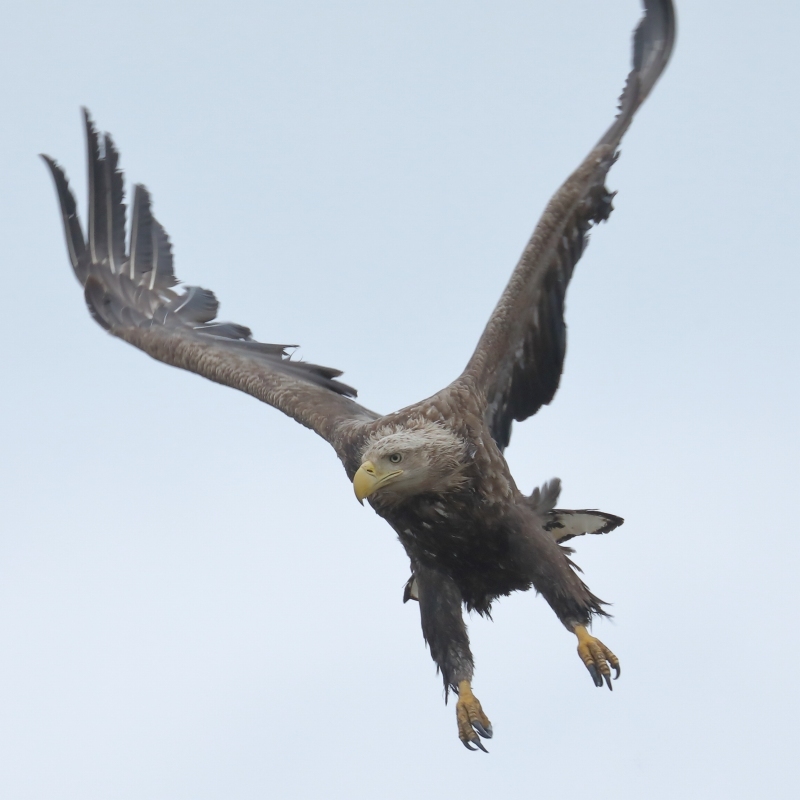 まぼろしの鳥—オジロワシを追って Amazon.co.jp: まぼろしの鳥―オジロワシを追って : 近藤英司