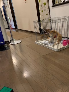 2022 6月14日 ㈫ くもり 14度_f0210811_09491849.jpg