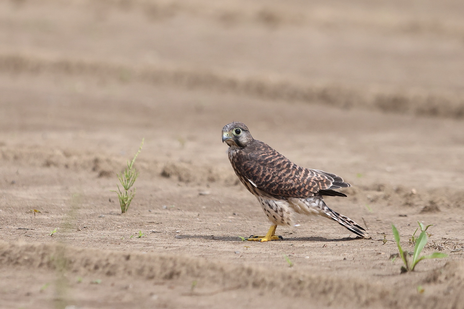 チョウゲンボウ 巣立ちの瞬間は…_f0369315_12591205.jpg