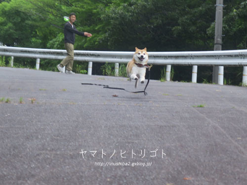 飛行(?)犬_e0394031_05464671.jpg
