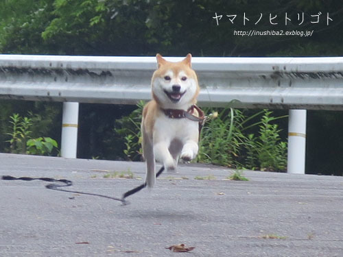 飛行(?)犬_e0394031_05464921.jpg