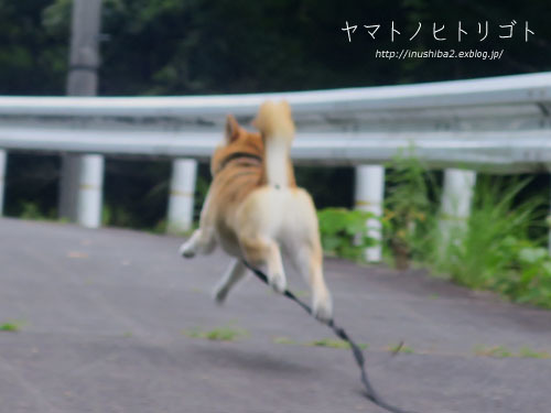 飛行(?)犬_e0394031_05465118.jpg