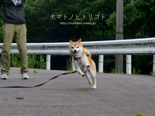 飛行(?)犬_e0394031_05465383.jpg