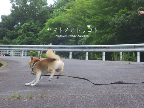 飛行(?)犬_e0394031_05465543.jpg