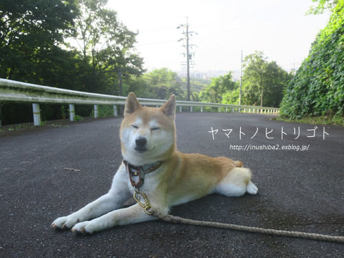 飛行(?)犬_e0394031_05465896.jpg