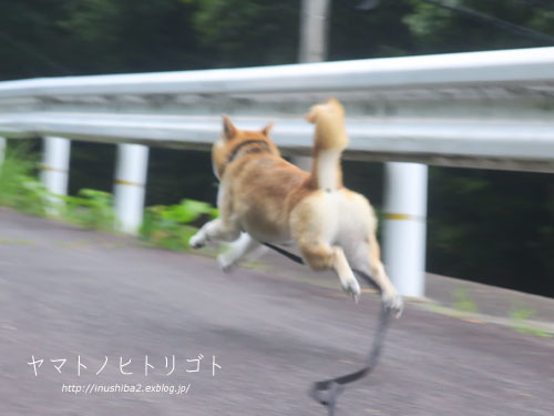 飛行(?)犬_e0394031_05470089.jpg