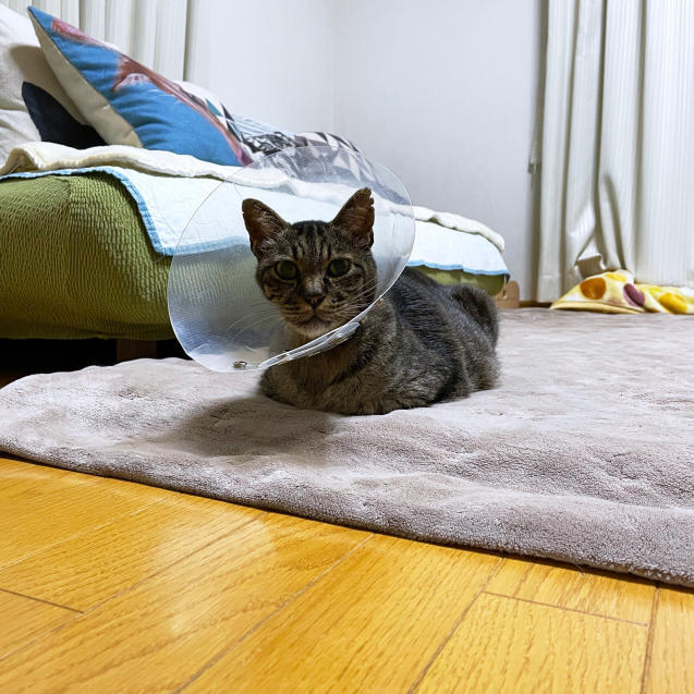 関西も梅雨入り_d0355333_21351588.jpg