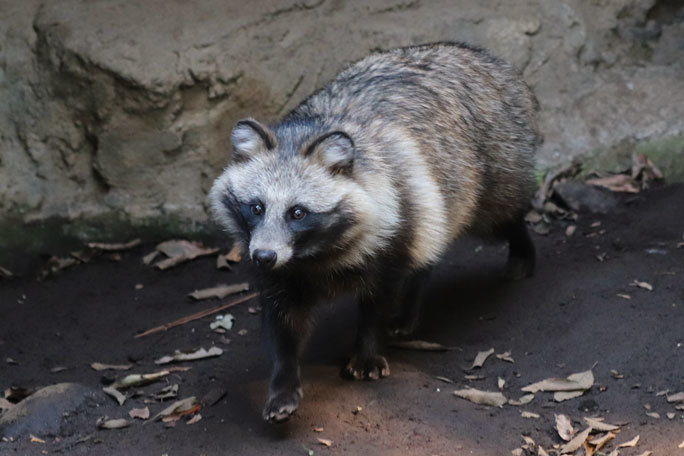 井の頭のNEWフェイス・タヌキ！その名も「まさくに」！！ : 続々