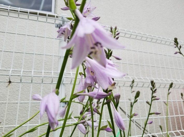 店屋物_e0016828_17575530.jpg