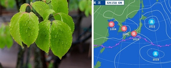 王道の梅雨_a0212730_09021604.jpg