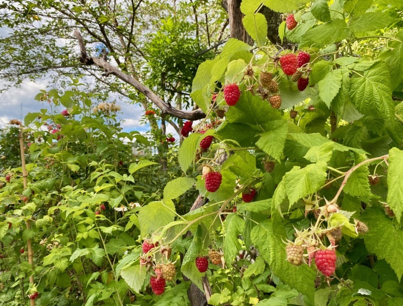 6月の満月と庭の果実 (Pleine lune et Fruits du jardin en Juin)_d0398530_08410166.jpg