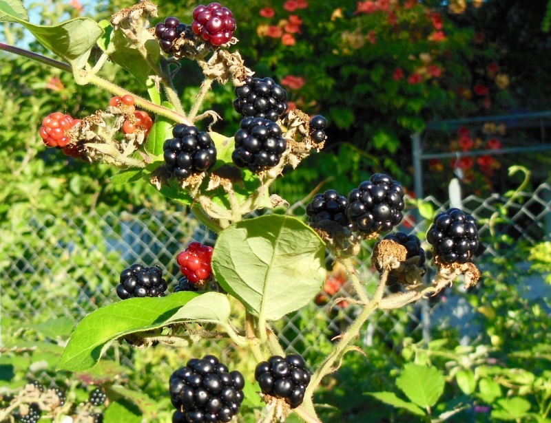 6月の満月と庭の果実 (Pleine lune et Fruits du jardin en Juin)_d0398530_08415953.jpg