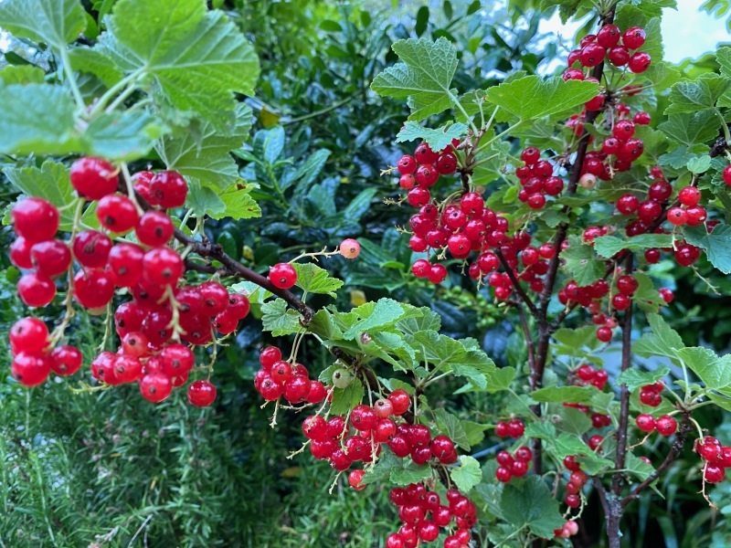 6月の満月と庭の果実 (Pleine lune et Fruits du jardin en Juin)_d0398530_08423410.jpg