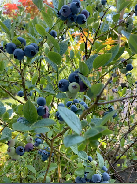 6月の満月と庭の果実 (Pleine lune et Fruits du jardin en Juin)_d0398530_08485996.jpg