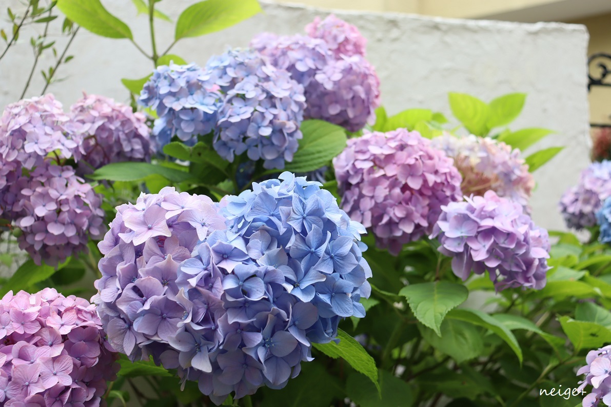 庭で見つけた、大きなハートの紫陽花と今年の結婚記念日♪_f0023333_00021661.jpg