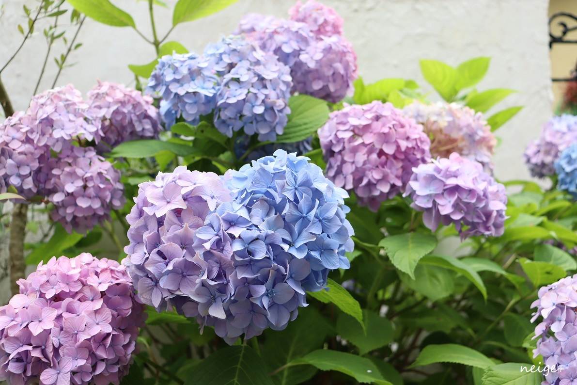 庭で見つけた、大きなハートの紫陽花と今年の結婚記念日♪_f0023333_00021669.jpg