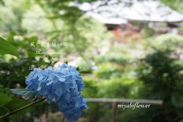 待っていた紫陽花 柿生のあじさい寺 浄慶寺 １ 風と花を紡いで