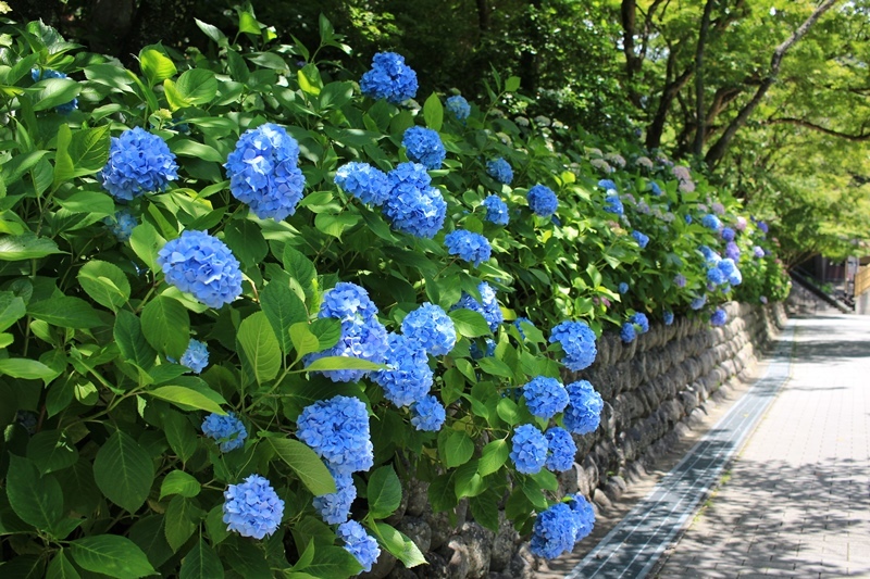 法多山の風鈴まつり 3 参道の紫陽花 Happy Cafe Vol 2
