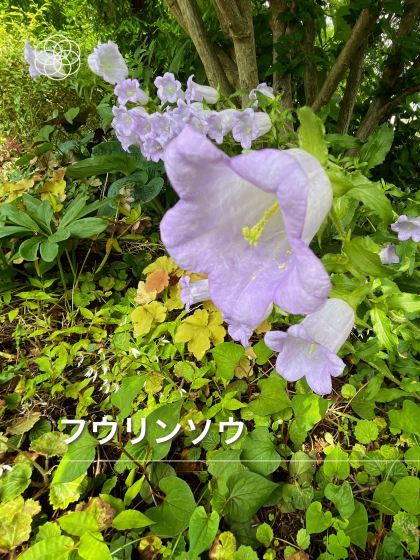5/22、横浜へバラを見に（前編）_e0045768_22255487.jpg
