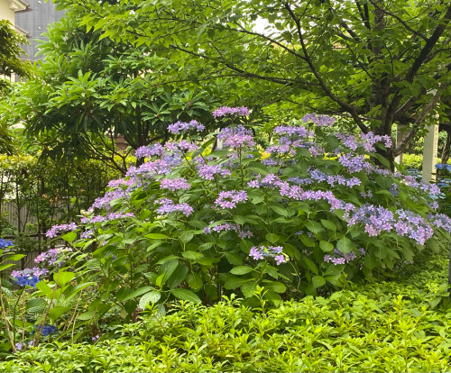 梅雨らしい天気_f0054969_21331777.jpg