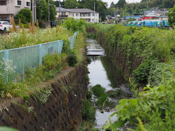 スナップ　道端の花_a0085679_07372451.jpg