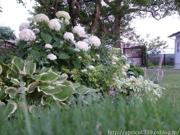 梅雨の庭しごと　庭に咲いた低木と宿根草の花_c0293787_14170601.jpg
