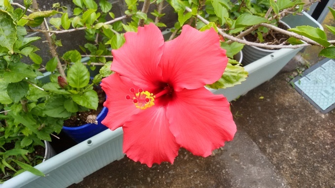 6月16日（木）晴れ。わが家の庭に赤いハイビスカスの花五輪、白いクチナシの花一輪が咲いた。_d0049909_17590810.jpg