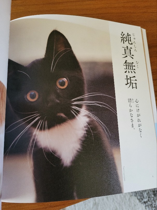 にゃんこ四字熟語辞典 四文字熟語 猫 写真集