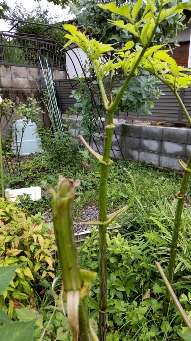 薔薇と皇帝ダリア_c0155326_22283267.jpg