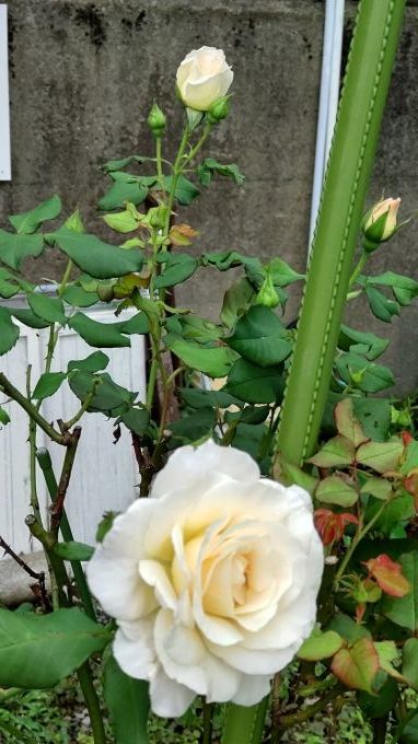 薔薇と皇帝ダリア_c0155326_22513910.jpg