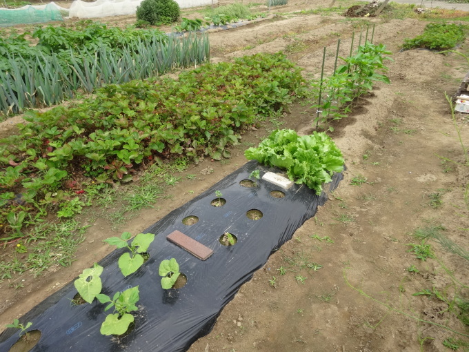 家庭菜園 今日の「畑」の様子と「収獲」_c0290364_20482349.jpg