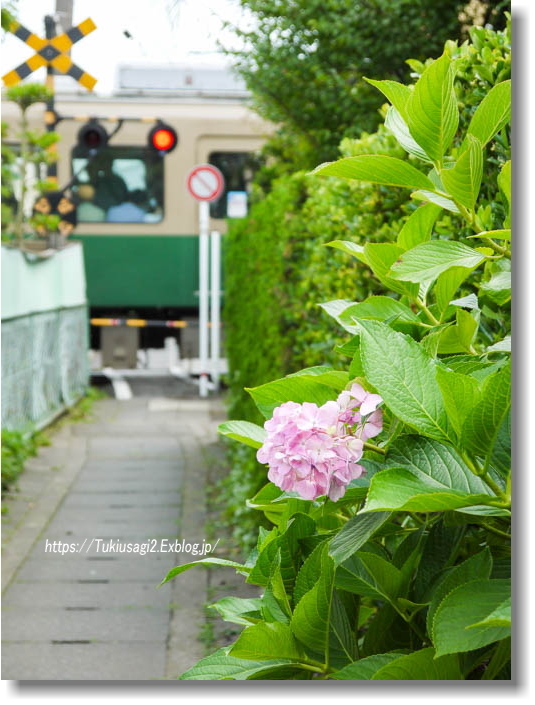紫陽花の季節に_f0356904_22363610.jpg