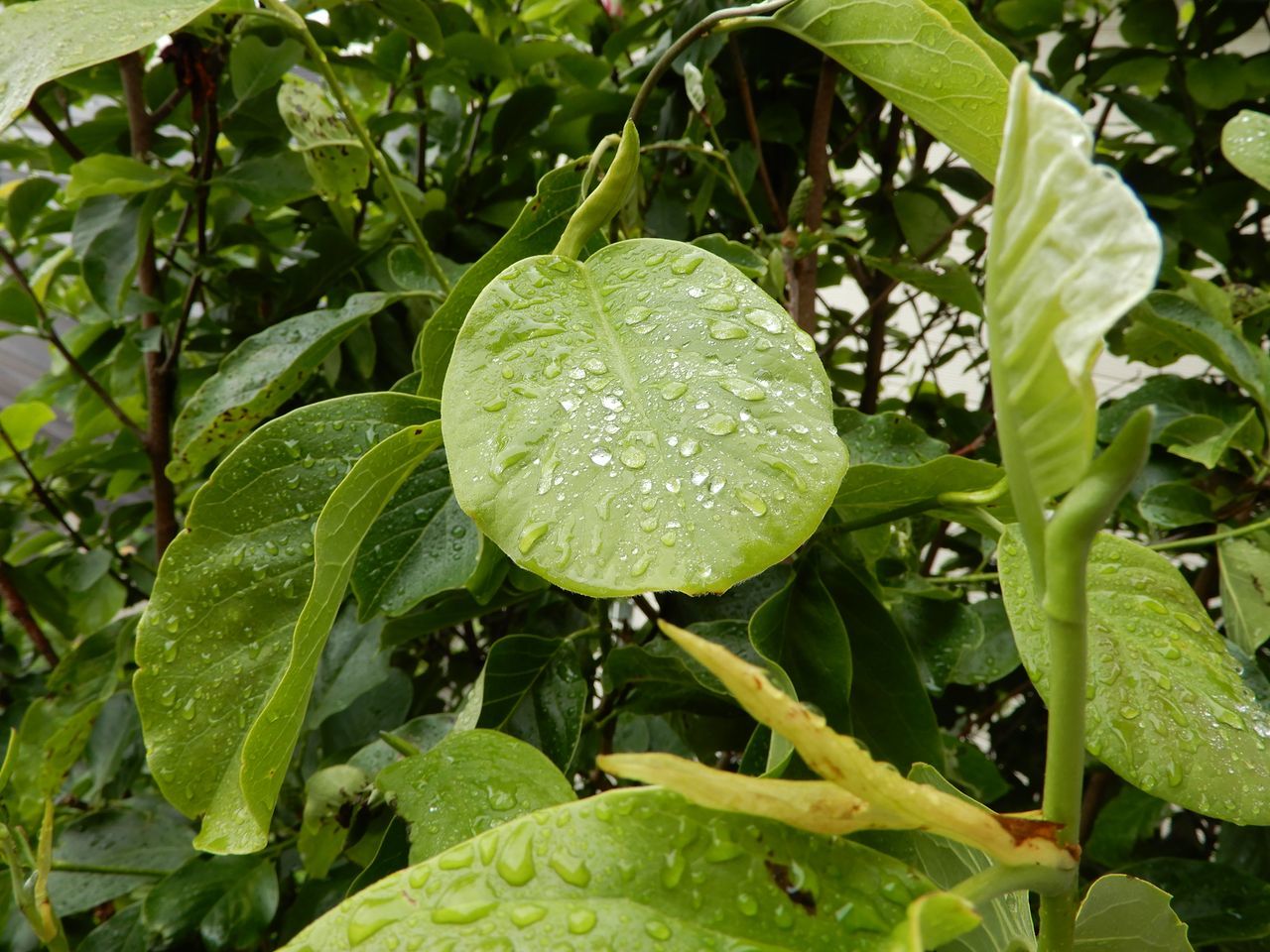 気温が下がらず、上がりもしない一日_c0025115_21385323.jpg