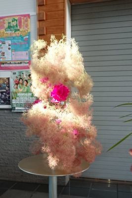 スモークツリー祭り_c0165824_19594920.jpg