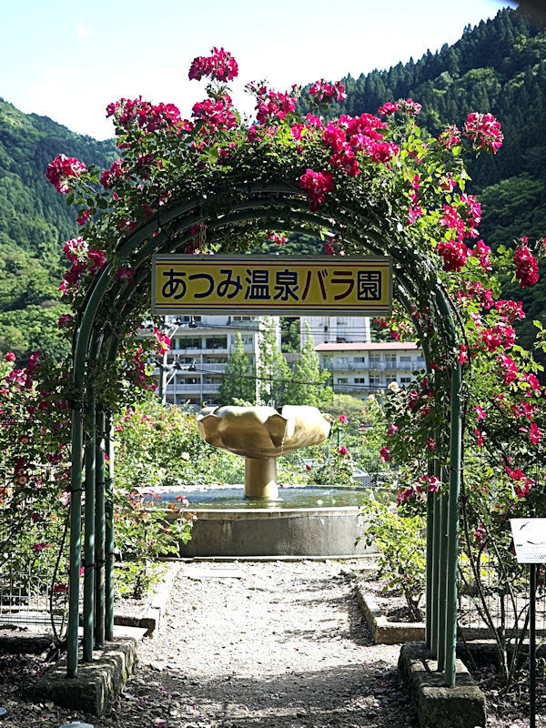あつみ温泉バラ園 その１ 動物園放浪記