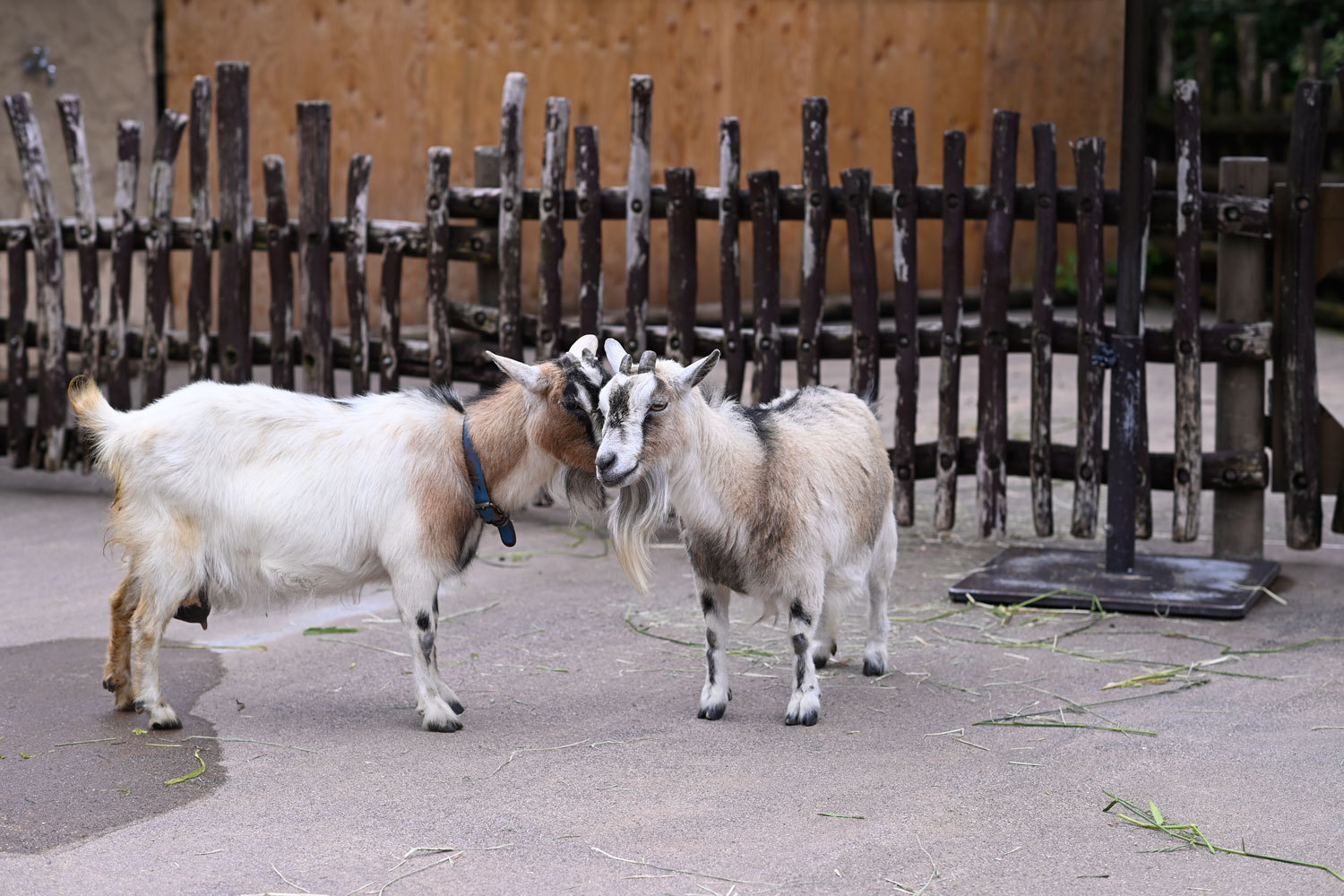 ララとコロネ 動物園へ行こう