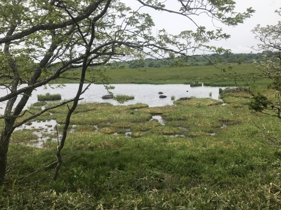 霧ヶ峰高原　八島ヶ原湿原_e0079857_17053551.jpeg