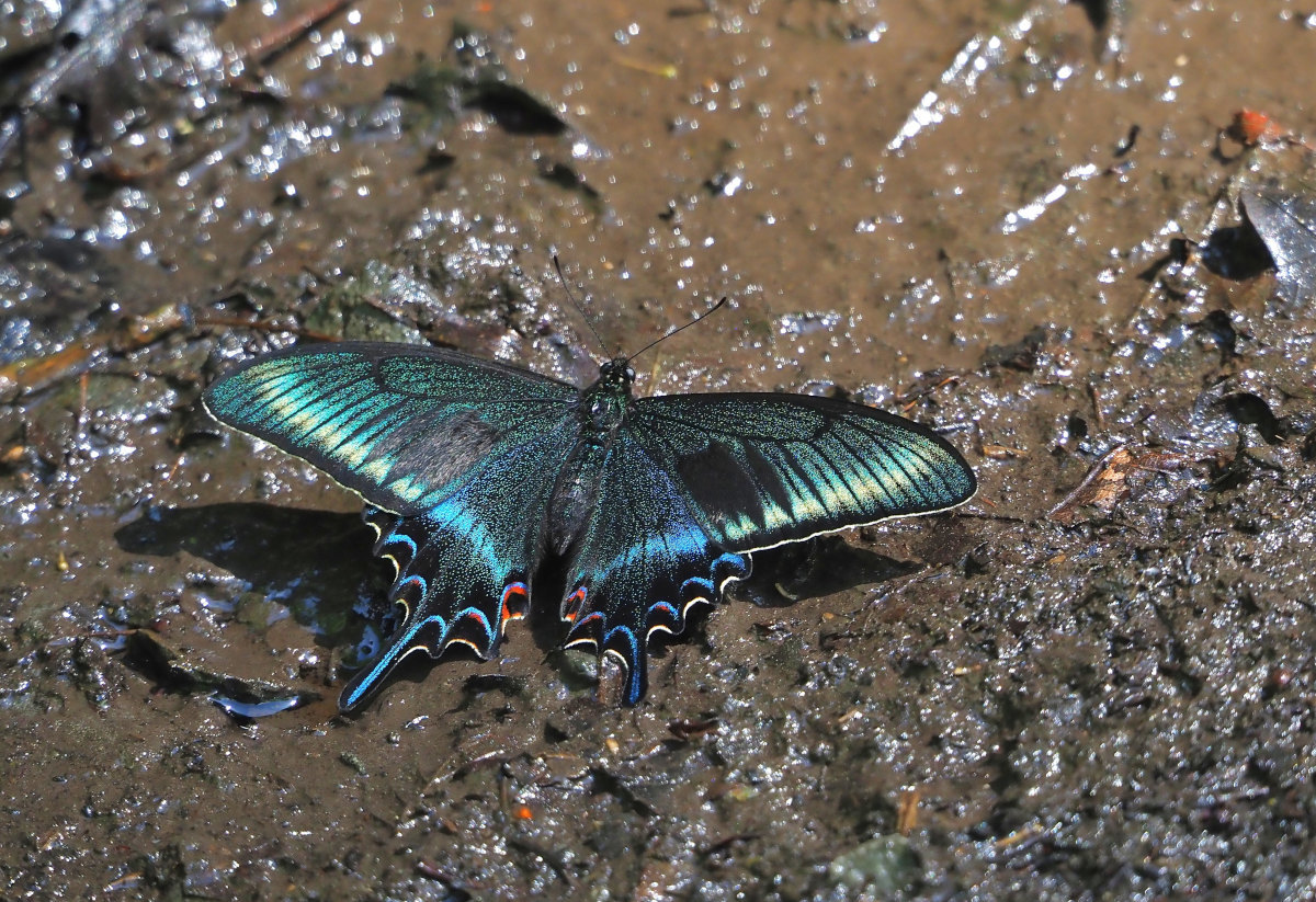 遠征記、渓谷のﾐﾔﾏｶﾗｽｱｹﾞﾊ①(2022/06/recently)② : 里山便り