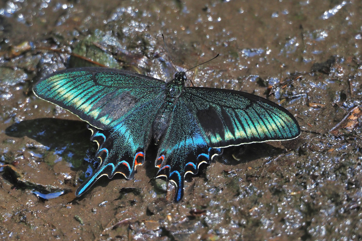 ヤエヤマカラスアゲハの標本 （オス）; 与那国島産; 春型？（3月